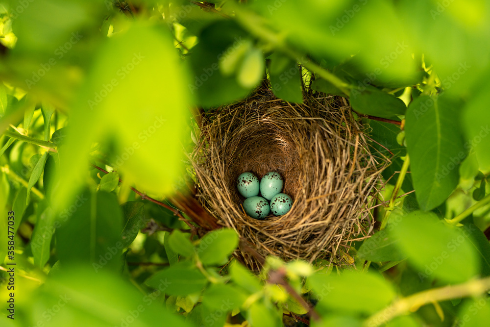 Mavis bird nest. Nest of Song thrush, mavis (Turdus philomelos) is made in a bush in a garden with a four blue speckled eggs. Ornithologist guide. Selective focus, top view. Nature magazine cover idea