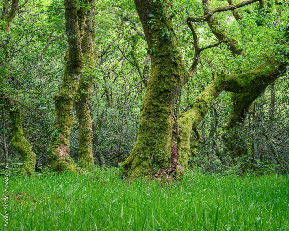 Fototapeta premium Mighty Twisted Moss Covered Oaks