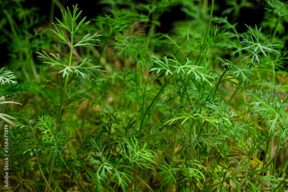 Fennel or dill young herb macro photo isolated on black background Fennel or dill young herb macro photo isolated on black background