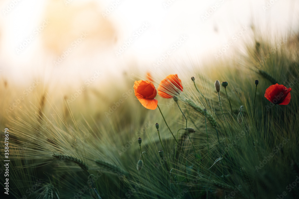 Fototapeta premium Roter Mohn in der Abendsonne auf dem Feld