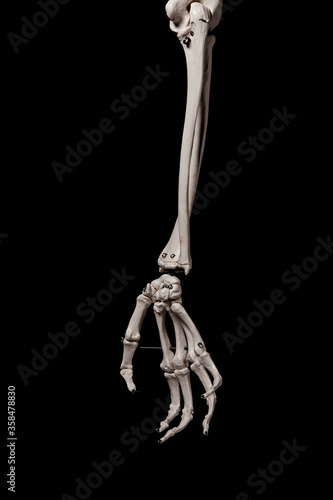 human forearm skeleton anatomy bone
