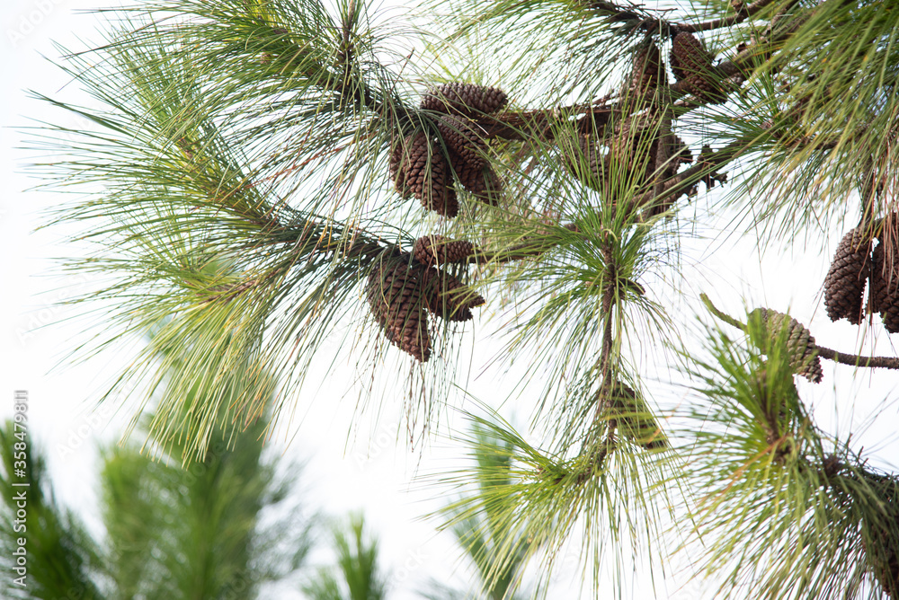 American pine (Pinus elliottii) in rural landscape and blue sky in the background-3.NEF American pine (Pinus elliottii) in rural landscape and blue sky in the background-3.NEF