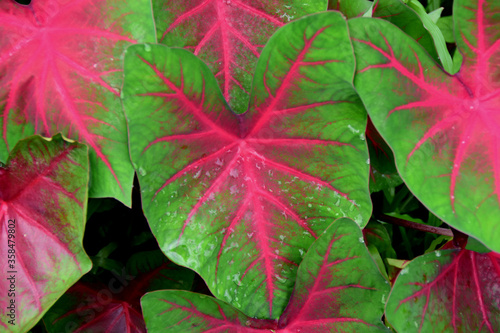 red maple leaf in Kerala