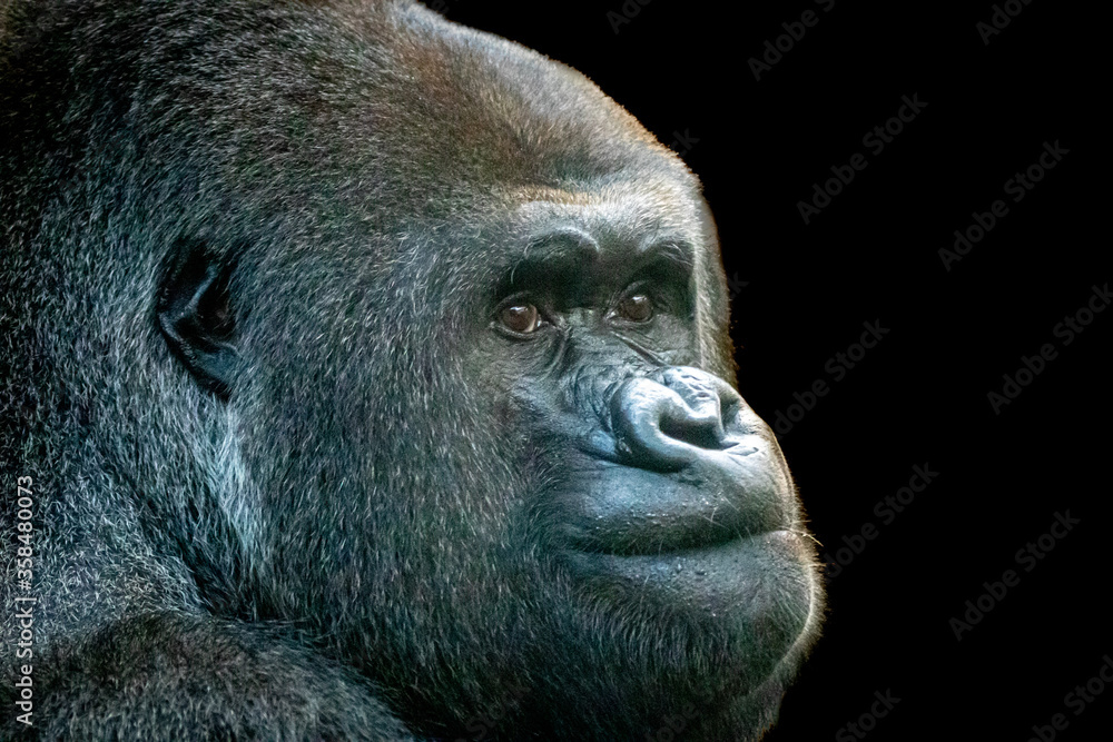 Fine art portrait of a male gorilla
