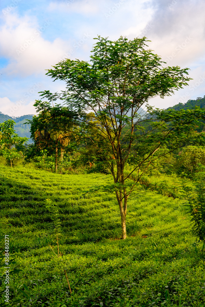 Nature of the Sinharaja Forest Reserve, a national park in Sri Lanka. UNESCO World Heritage Nature of the Sinharaja Forest Reserve, a national park in Sri Lanka. UNESCO World Heritage