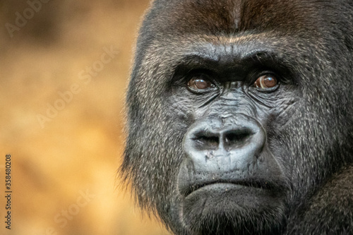 Gorilla Silverback portrait on a gold background