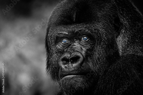 Gorilla Silverback watching over his clan