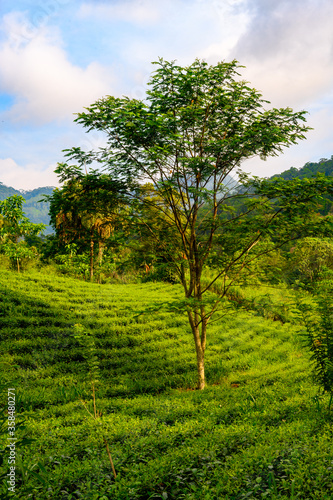 Nature of the Sinharaja Forest Reserve, a national park in Sri Lanka. UNESCO World Heritage