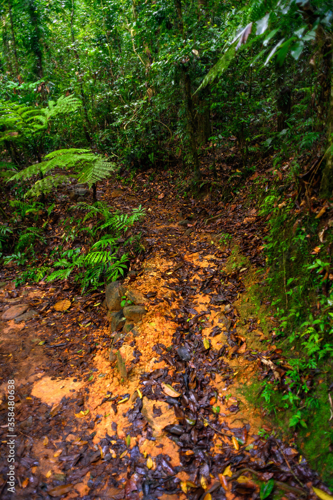 Nature of the Sinharaja Forest Reserve, a national park in Sri Lanka. UNESCO World Heritage Nature of the Sinharaja Forest Reserve, a national park in Sri Lanka. UNESCO World Heritage