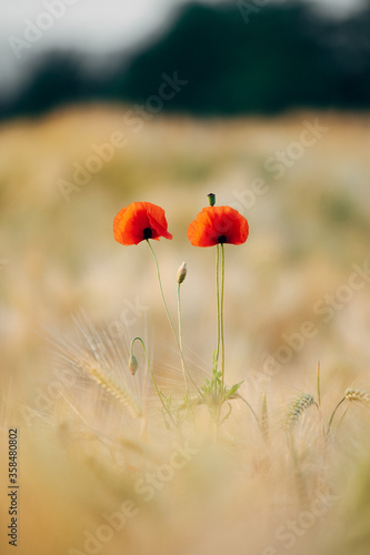 Roter Mohn in der Abendsonne auf dem Feld