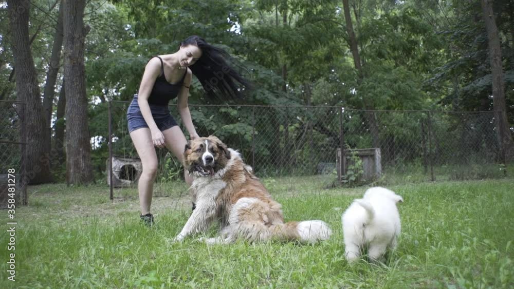 A beautiful girl with black hair plays with a dog, a Moscow watchdog and a maremma puppy, Maremmo Abruzzi, a girl takes a puppy in her arms, a girl strokes a huge dog playing with her A beautiful girl with black hair plays with a dog, a Moscow watchdog and a maremma puppy, Maremmo Abruzzi, a girl takes a puppy in her arms, a girl strokes a huge dog playing with her