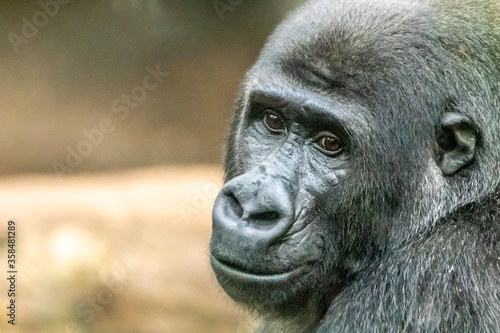 a young cute gorilla waitng for food © Ralph Lear