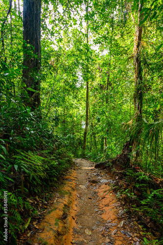 Narrow strip of the Sinharaja Forest Reserve   a national park in Sri Lanka. UNESCO World Heritage