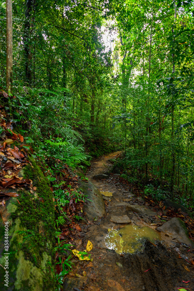 Sinharaja Forest Reserve, a national park in Sri Lanka. UNESCO World Heritage Sinharaja Forest Reserve, a national park in Sri Lanka. UNESCO World Heritage