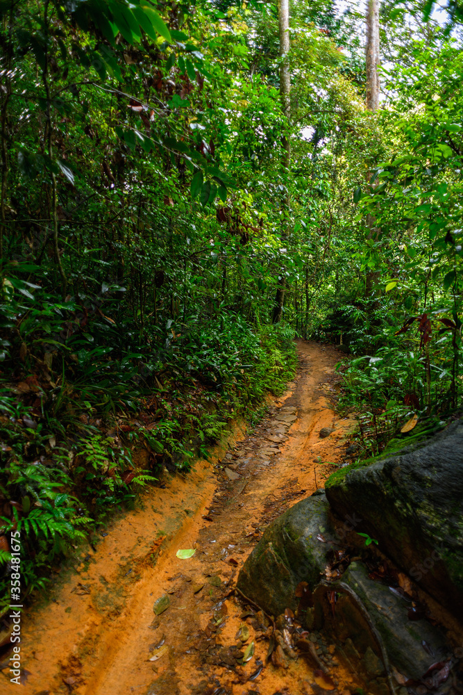 Sinharaja Forest Reserve, a national park in Sri Lanka. UNESCO World Heritage Sinharaja Forest Reserve, a national park in Sri Lanka. UNESCO World Heritage