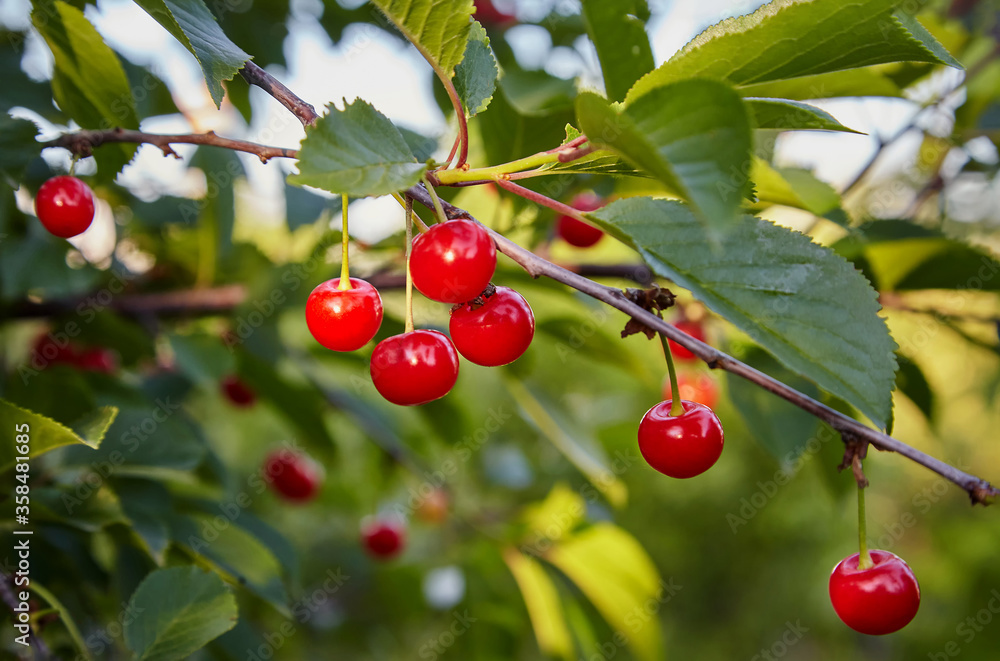 Ripe red sweet cherry on a branch close-up. Ripe red sweet cherry on a branch close-up.