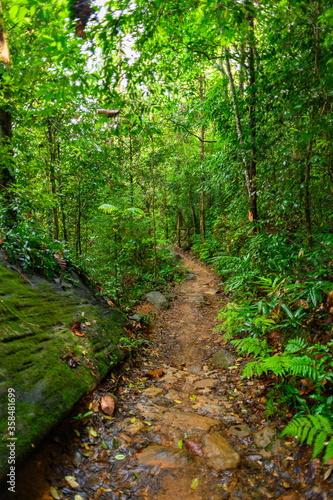 Sinharaja Forest Reserve, a national park in Sri Lanka. UNESCO World Heritage