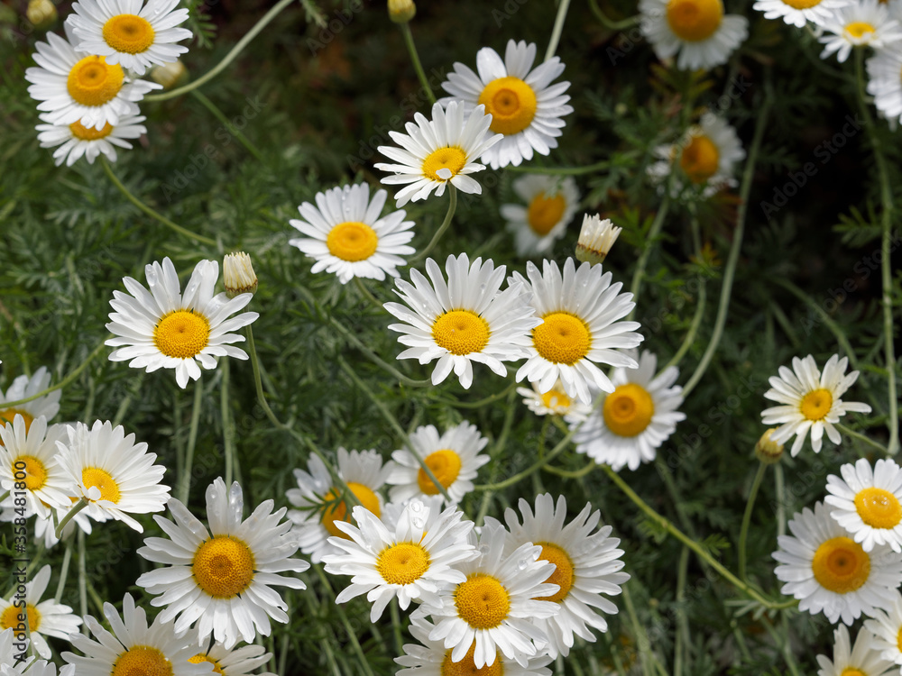 Leucanthemum vulgare | Marguerites communes à fleurs à pétales blanches, disque jaune au sommet, au feuillage oblongue, spatulé, dentelé, le long d'une tige peu ramifiée Leucanthemum vulgare | Marguerites communes à fleurs à pétales blanches, disque jaune au sommet, au feuillage oblongue, spatulé, dentelé, le long d'une tige peu ramifiée