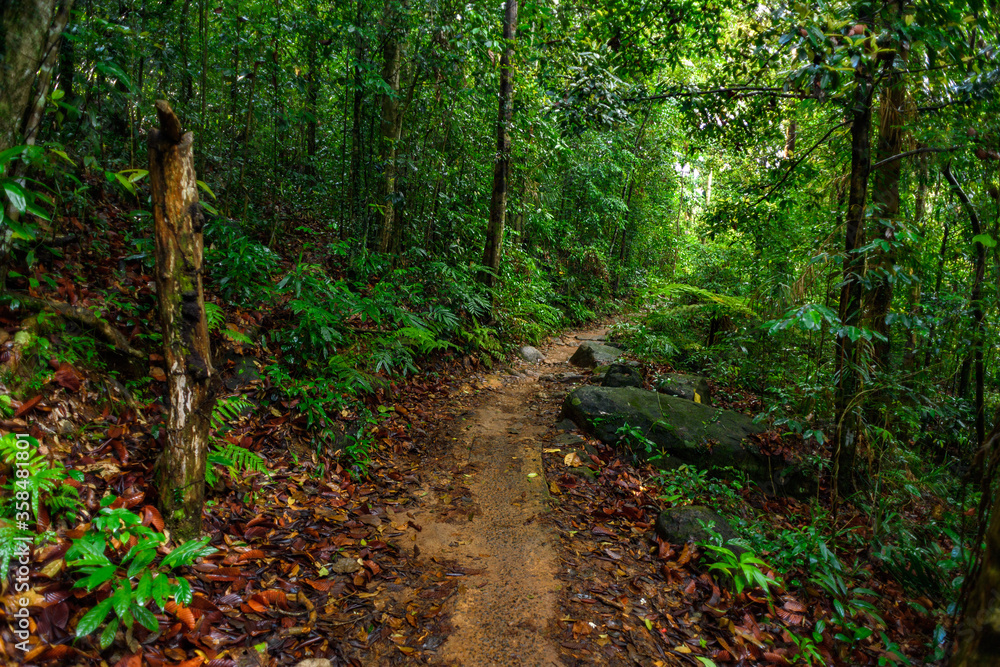 Sinharaja Forest Reserve,  a national park in Sri Lanka. UNESCO World Heritage