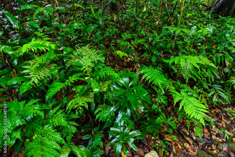 Sinharaja Forest Reserve, a national park in Sri Lanka. UNESCO World Heritage Sinharaja Forest Reserve, a national park in Sri Lanka. UNESCO World Heritage