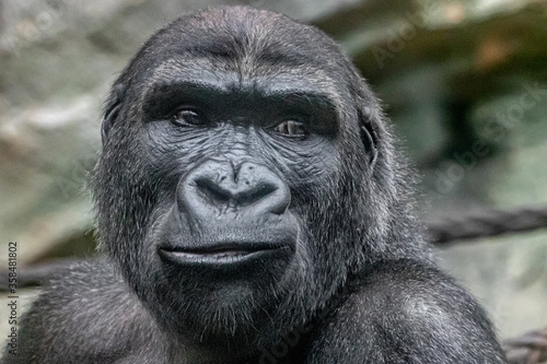 gorilla portrait close-up face © Ralph Lear