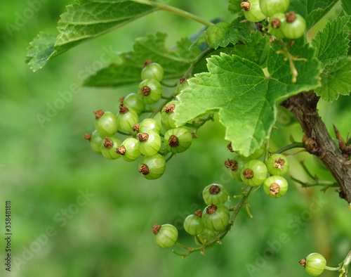 Unripe red currant berries on a branch with leaves