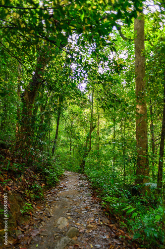 Narrow strip of the Sinharaja Forest Reserve, a national park in Sri Lanka. UNESCO World Heritage