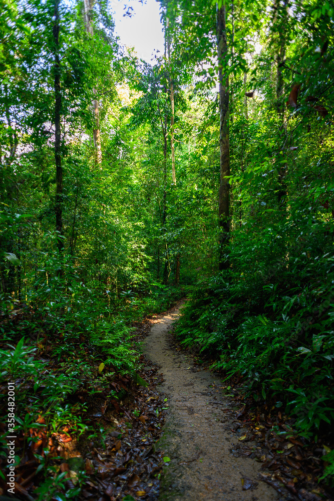 Nature of the Sinharaja Forest Reserve,  a national park in Sri Lanka. UNESCO World Heritage