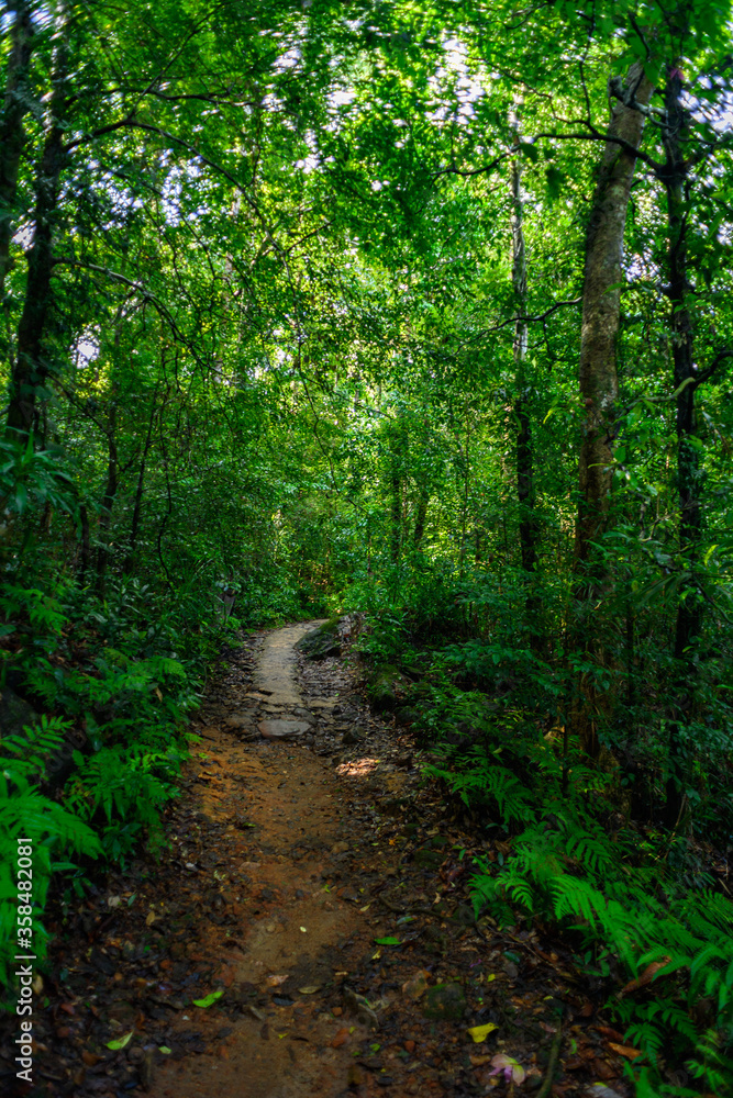 Nature of the Sinharaja Forest Reserve,  a national park in Sri Lanka. UNESCO World Heritage