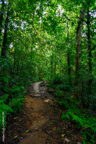 Nature of the Sinharaja Forest Reserve, a national park in Sri Lanka. UNESCO World Heritage