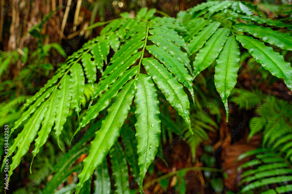 Nature of the Sinharaja Forest Reserve, a national park in Sri Lanka. UNESCO World Heritage Nature of the Sinharaja Forest Reserve, a national park in Sri Lanka. UNESCO World Heritage