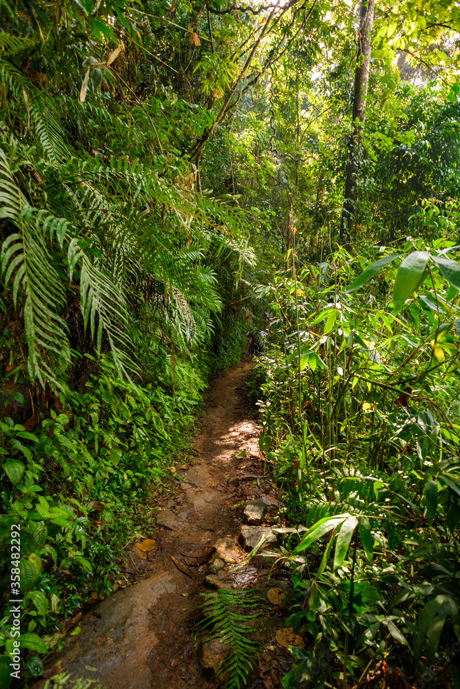 Nature of the Sinharaja Forest Reserve, a national park in Sri Lanka. UNESCO World Heritage Nature of the Sinharaja Forest Reserve, a national park in Sri Lanka. UNESCO World Heritage