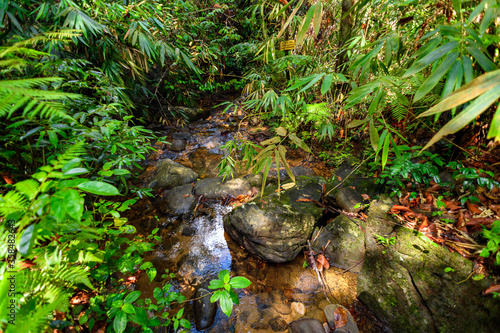 Sinharaja Forest Reserve   a national park in Sri Lanka. UNESCO World Heritage