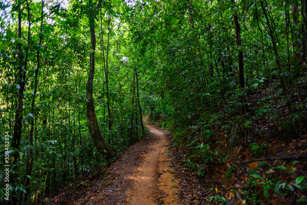 Obraz premium Narrow strip of the Sinharaja Forest Reserve, a national park in Sri Lanka. UNESCO World Heritage