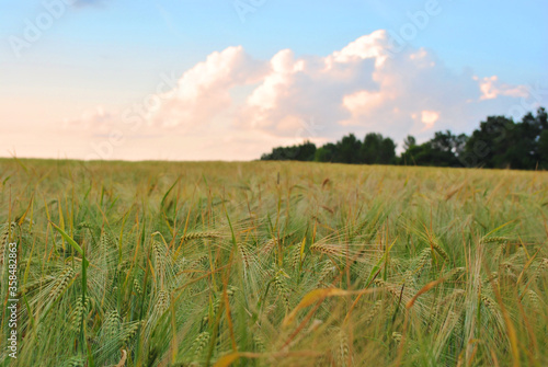 Field of green wheat (rye) rows on the edge of trees line, cloudy sunny sky, spring in Ukraine