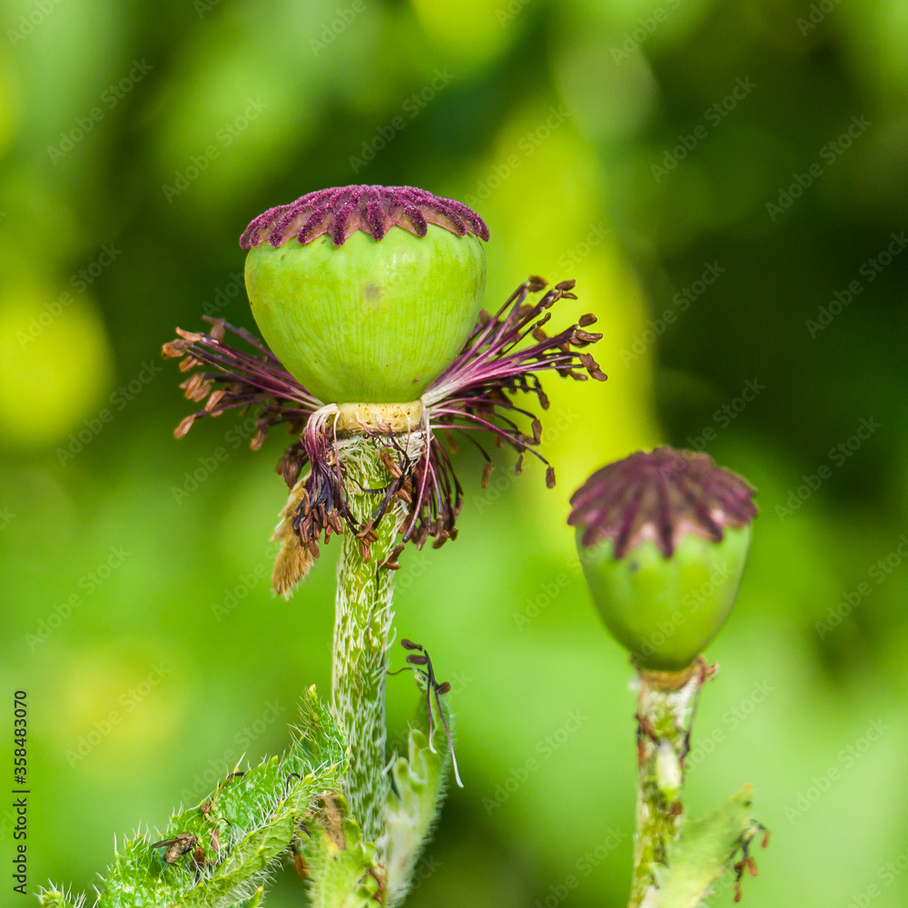 Macro photo of flowers in the garden , poppies