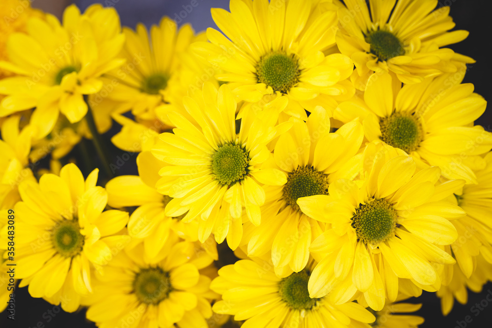 Daisy flowers Daisy flowers