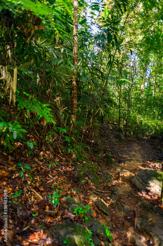 Sinharaja Forest Reserve, a national park in Sri Lanka. UNESCO World Heritage