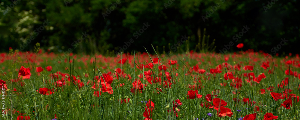 Flowers Red poppies blossom on wild field. Beautiful countryside field red poppies with selective focus blur. Afternoon soft sunlight, sunset. Landscape panorama banner. Flowers Red poppies blossom on wild field. Beautiful countryside field red poppies with selective focus blur. Afternoon soft sunlight, sunset. Landscape panorama banner.