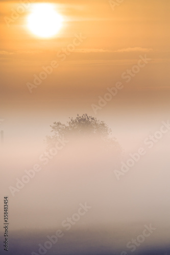 tree in fog on a field in hertfordshire