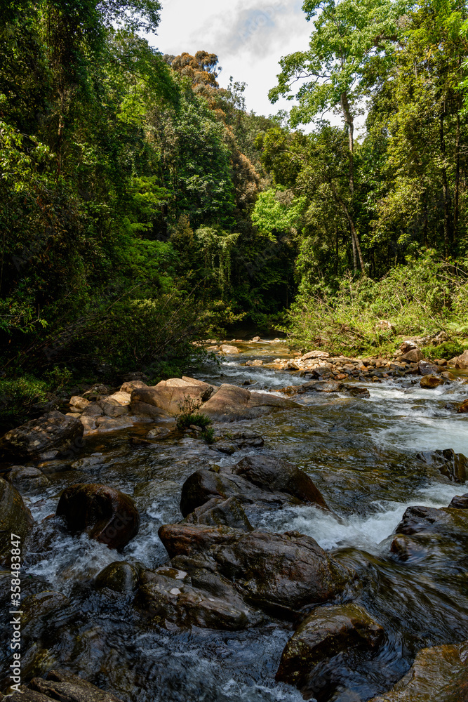 Sinharaja Forest Reserve, a national park in Sri Lanka. UNESCO World Heritage Sinharaja Forest Reserve, a national park in Sri Lanka. UNESCO World Heritage