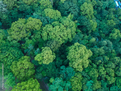 ドローンで空撮した夏の森の風景