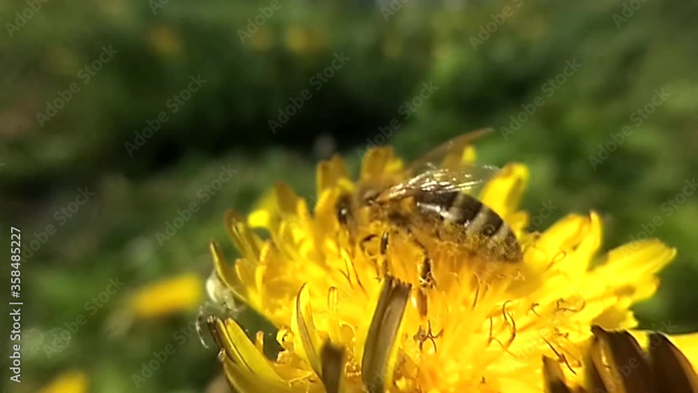 Honey bee collecting nectar on dandelion. Slow motion Honey bee collecting nectar on dandelion. Slow motion