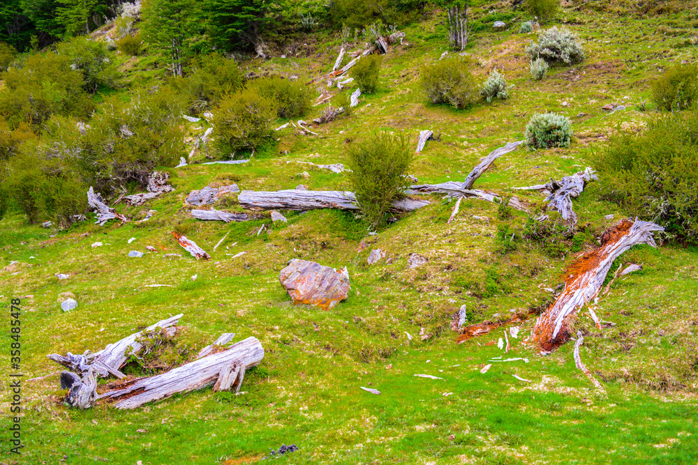 Fototapeta premium It's Nature of Argentina