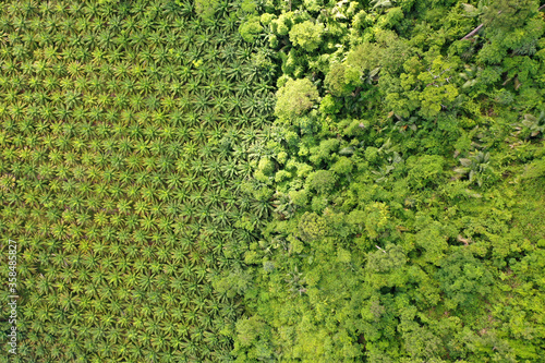 Oil palm trees plantation at the edge of tropical rainforest. Aerial photo from drone, showing the environmental damage caused by the palm oil industry to rain forest jungle  © Richard Carey