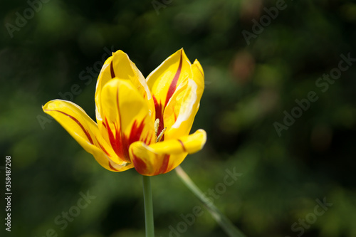 Yellow flower closeup