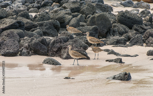 A Herd of Curlews on white sandy beach with dark lava rock. Taken at Punta Cormorant, Floreana Island. Galapagos. photo