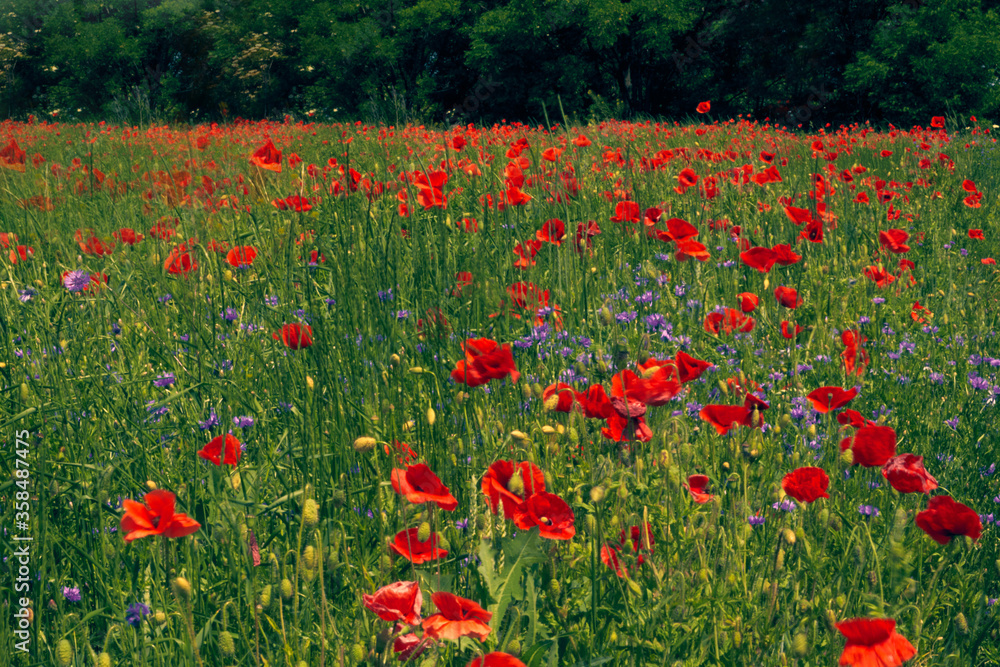 Flowers Red poppies blossom on wild field. Beautiful countryside field red poppies with selective focus blur. Afternoon soft sunlight, sunset. Landscape panorama.
