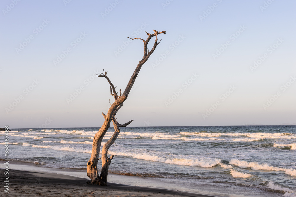 It's Alone tree on Isla Margarita, Venezuela It's Alone tree on Isla Margarita, Venezuela
