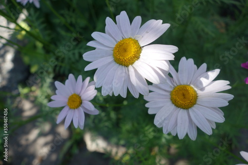 Three white daisies